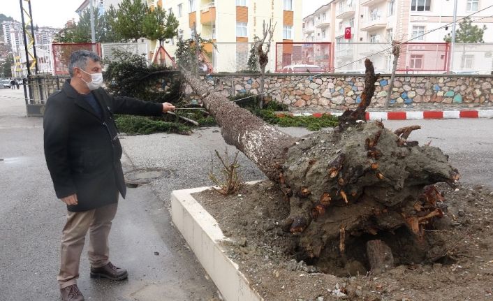 Fırtınaya dayanamayan çam ağacı böyle devrildi