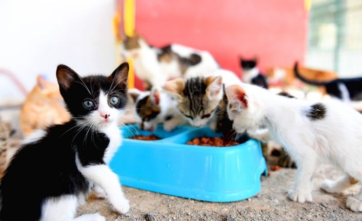 Kaşlı Geçici Hayvan Bakımevi salı günleri ziyarete kapanacak