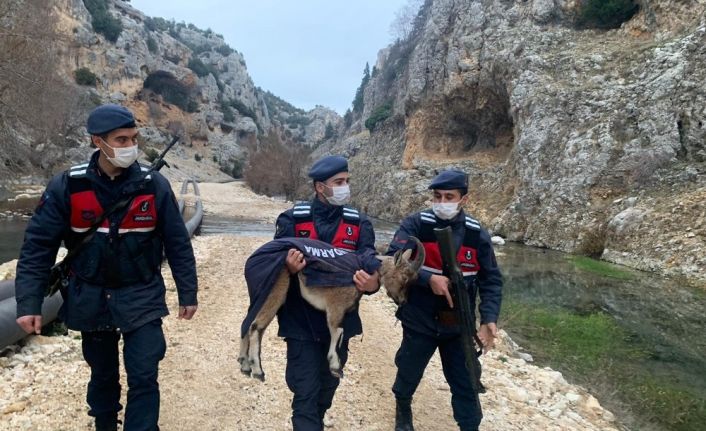 Mersin’de yaban keçisi yavrusu ormanda donmak üzereyken bulundu