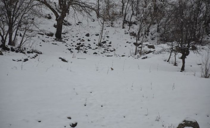 Aç kalan keklik sürüsü Habur Çayı’na indi