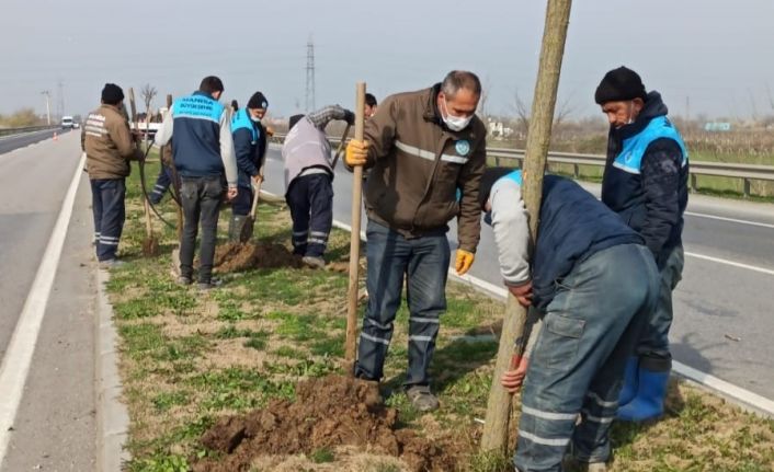 Çevre yoluna 125 yeni ağaç dikildi