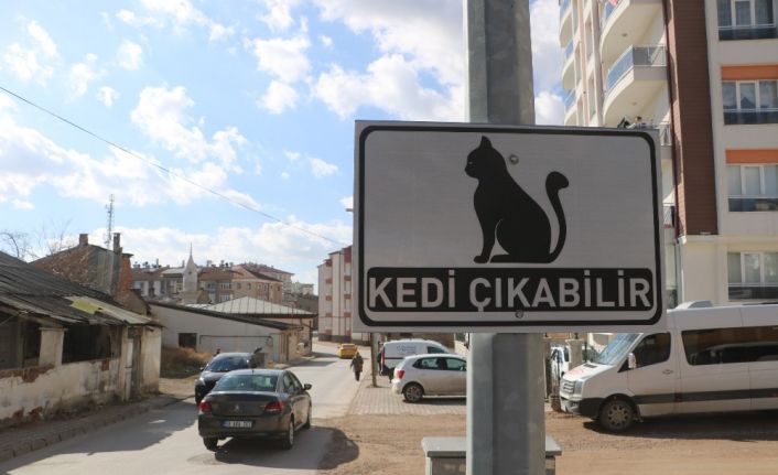 Dikkat kedi çıkabilir