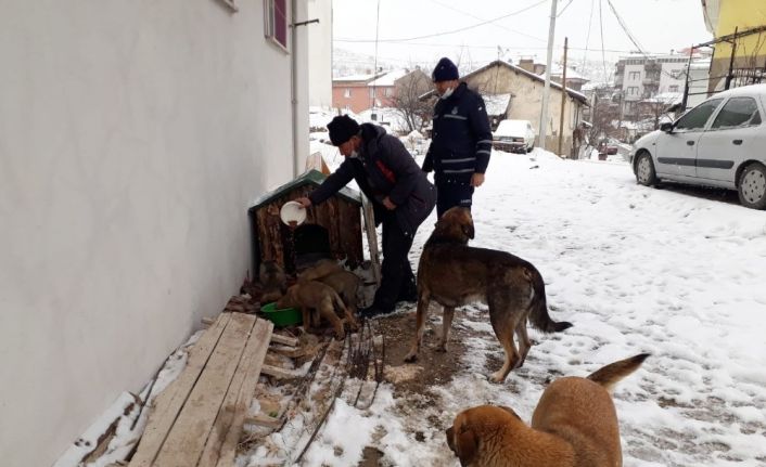 Emet Belediyesi’nden sokak hayvanlarına su ve yiyecek desteği