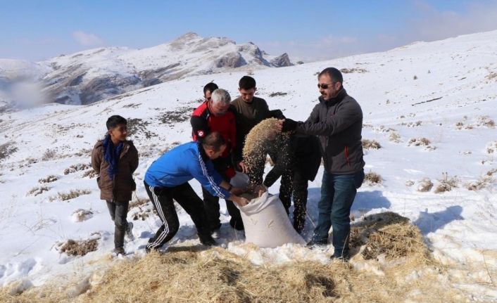 Erzincan’da yılkı atları ve yaban hayvanları için doğaya yem bırakıldı