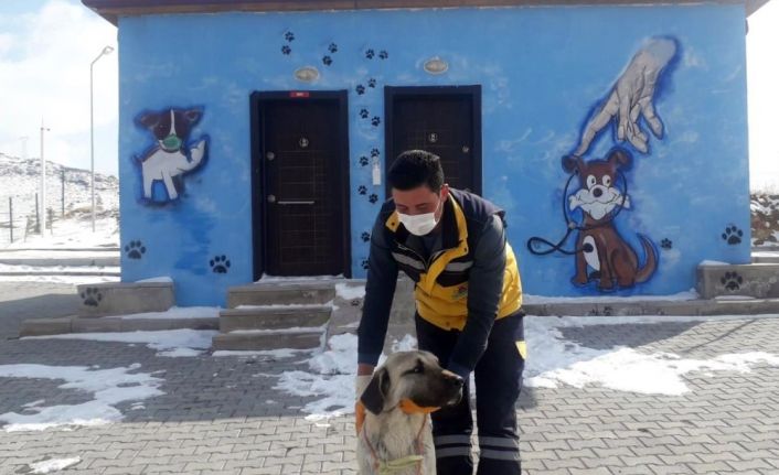 Gözleri görmeyen köpeğe Nevşehir Belediyesi sahip çıktı