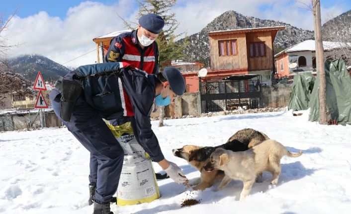 Jandarma sokak hayvanlarını unutmuyor