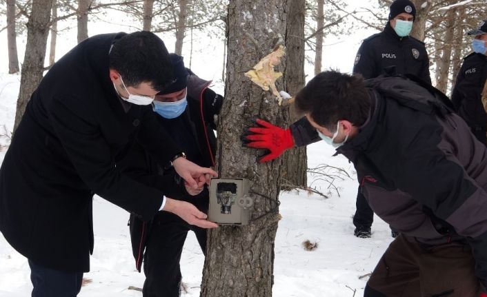 Kaymakam doğaya yem bırakarak, belirli bölgelere foto kapan yerleştirdi