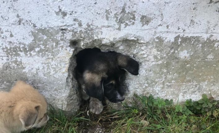 Ordu’da yavru köpek operasyonu