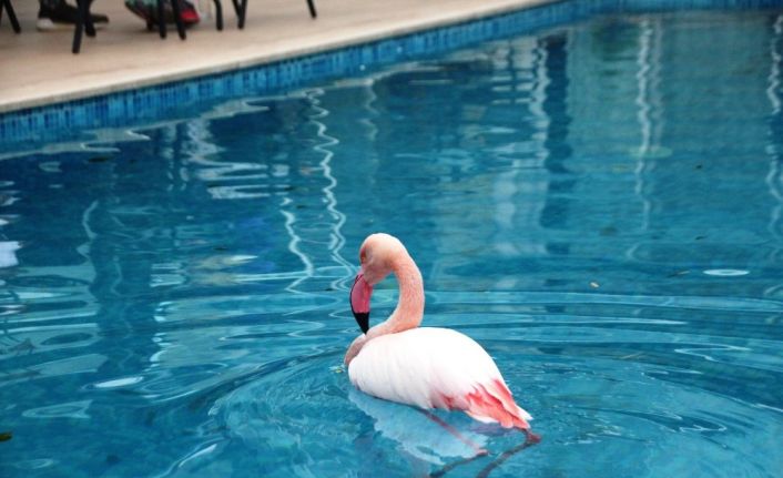 Otelin havuzuna düşen yaralı flamingoyu görenler şoke oldu