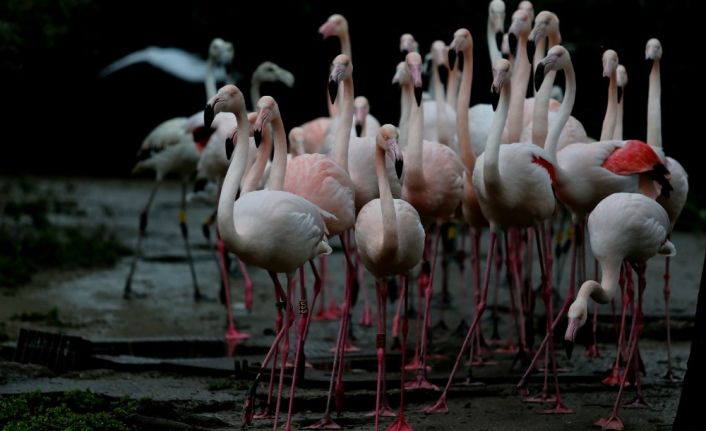 (Özel) Flamingo ailesine 12 yeni üye