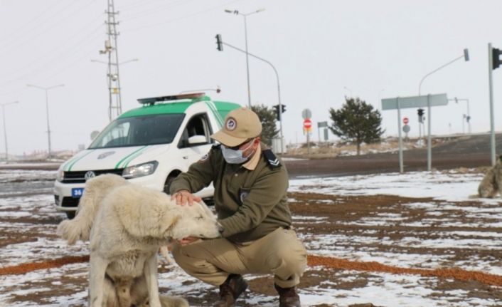 Polis sokak hayvanlarını unutmadı