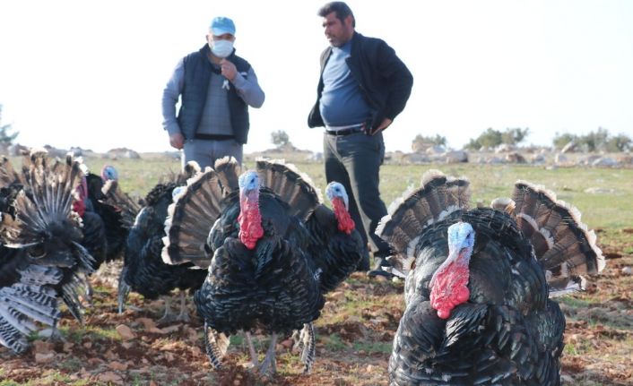 Satılık hindi bulamayınca kendi işini kurdu