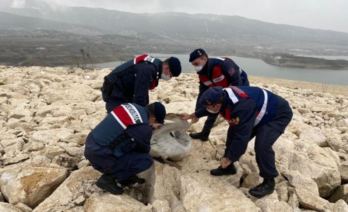 Soğuktan donmak üzere olan yaralı pelikanı jandarma kurtardı