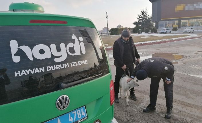 Sürüden kopan sevimli kuzu kendini karayolunda buldu