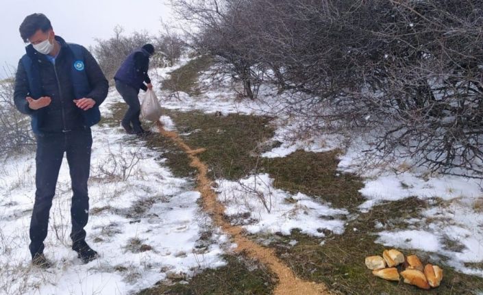 Yaban ve sokak hayvanlarına şefkat eli