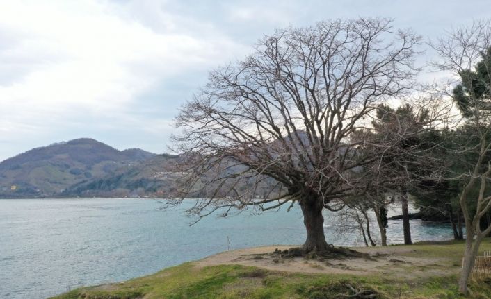 140 yıllık ıhlamur ağacı “anıt ağaç” oldu