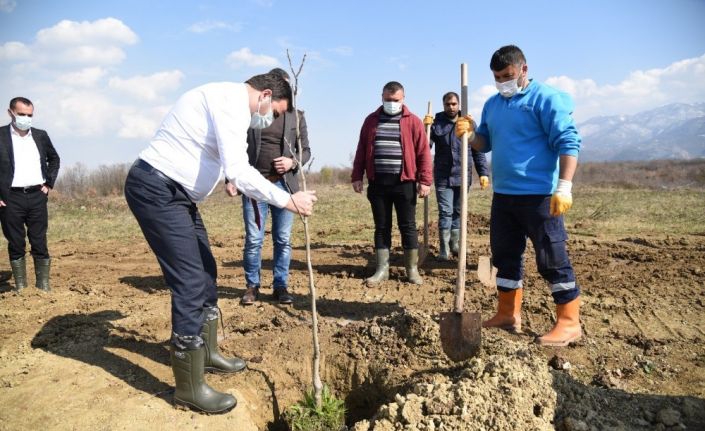 3 bin meyve fidanı ilçeyi yeşillendirecek