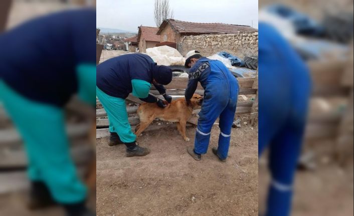 Aslanapa’da kuduz ve çiçek hastalığı aşı çalışmaları