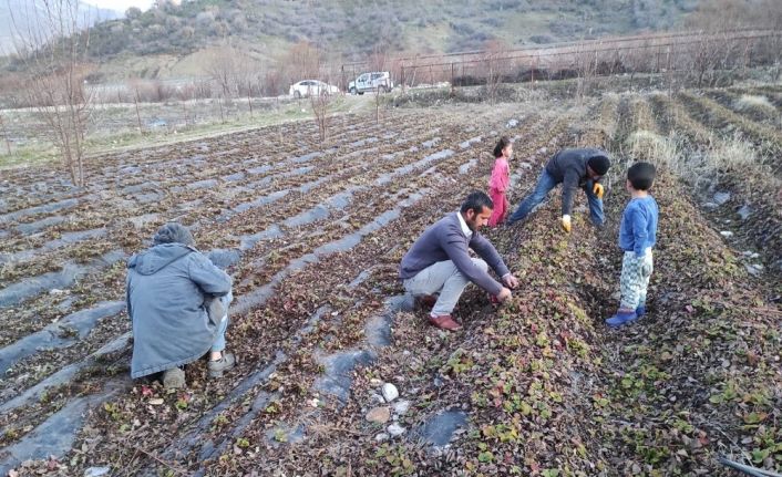 Batman’da çilek bahçelerinde budama ve temizleme çalışmaları başladı