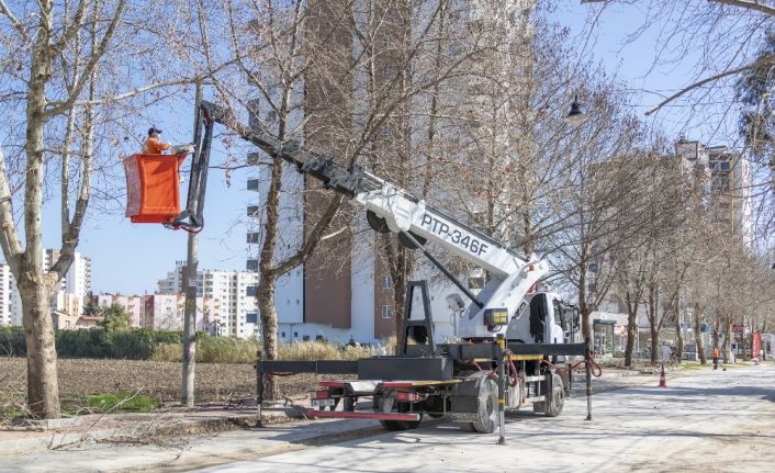 Büyükşehir Belediyesi, ağaçlara bahar bakımı yapıyor