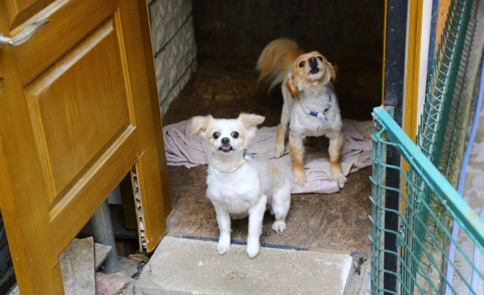 Çalınan köpekleri bulunan kadın sevindi