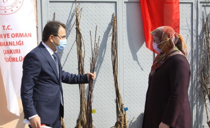 Çankırı’da 10 bin meyve fidanı toprakla buluşacak