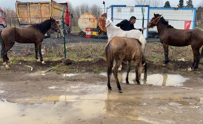 Çiftlikten kaçan atlar D-100 karayolunda dört nala koşturdu