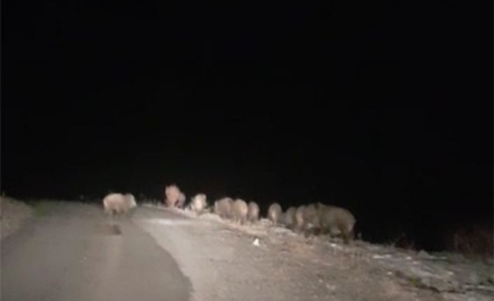 Gece karanlığında karşılarına domuz sürüsü çıktı