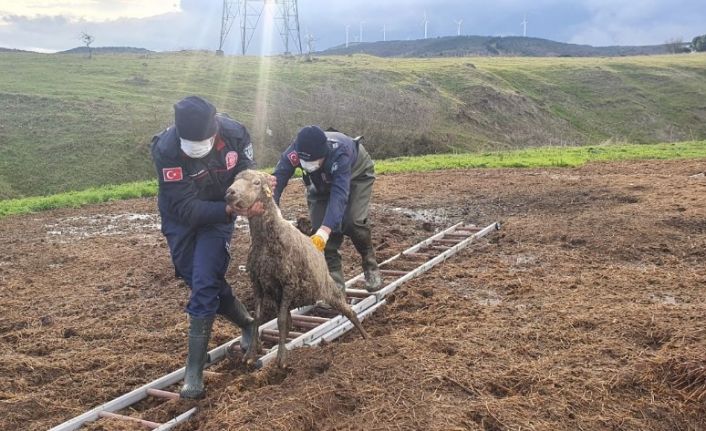 Gübre yığınına batan koyunu itfaiye kurtardı