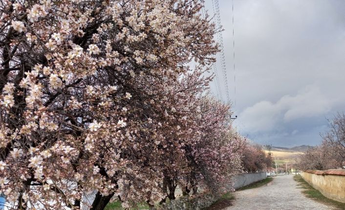 Günyüzü’nde badem ve kayısı ağaçları yine erken çiçek açtı