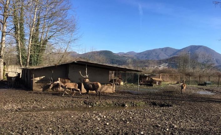 Hayvanat bahçesinden geyik çalıp öldüren 2 zanlı tutuklandı