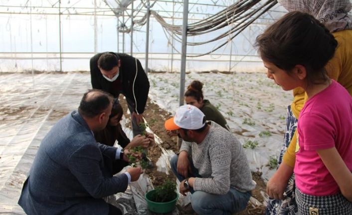 Iğdır’da seracılar yeni sezon fide dikimine başladı