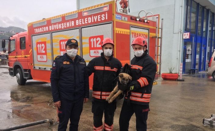 İtfaiye ekiplerinden dereden köpek kurtarma operasyonu