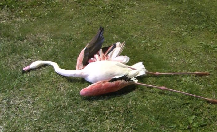 İzmir’de flamingoların toplu ölümü endişe uyandırdı