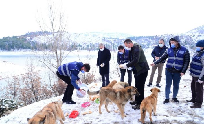 Kahramankazan’da sokak hayvanları ihmal edilmiyor