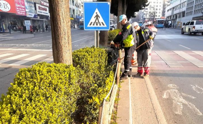 Kahramanmaraş’ta minyatür ağaçlar budanıyor