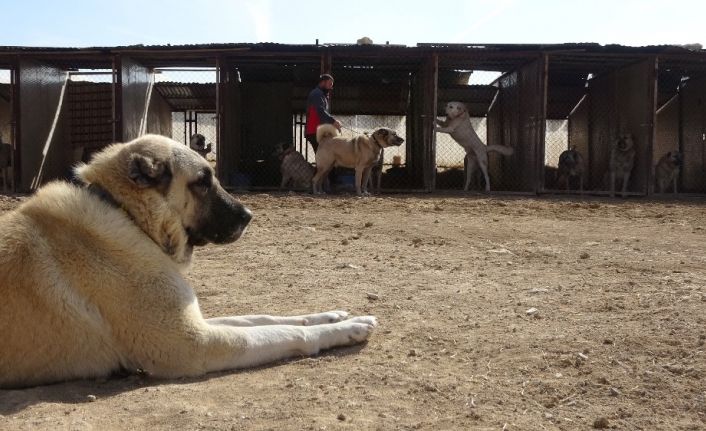 Kangallar dünya basınında gündem oldu