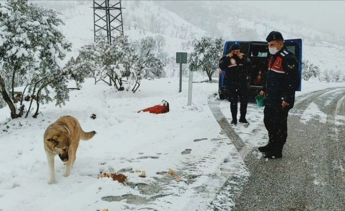 Kar nedeniyle yol kapanınca hayvanların imdadına jandarma yetişti