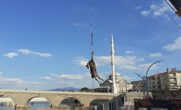 Kızılırmak’a düşen büyükbaş hayvan vinç yardımı ile çıkarıldı