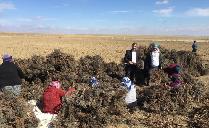 Kulu’da lavanta ekimi yapıldı