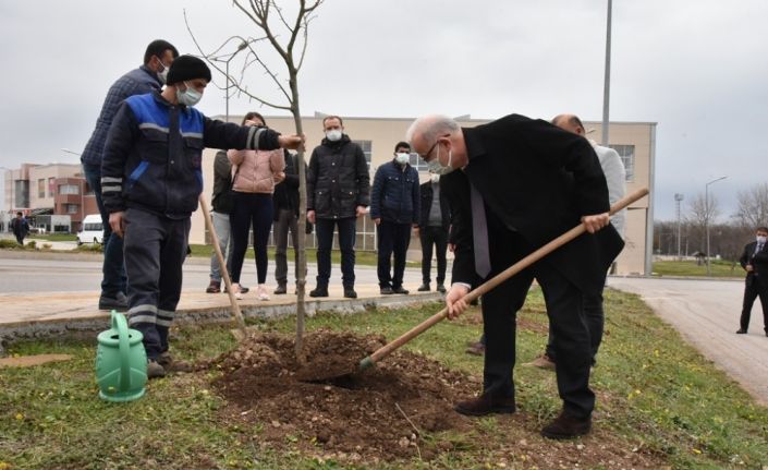 Kurupelit Yerleşkesi ıhlamurlarla daha da yeşillenecek