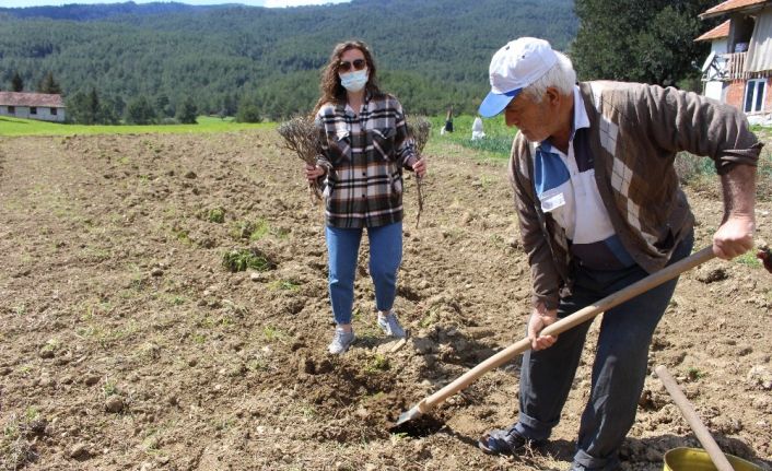 Manavgat’ta üreticilere 3 bin adet lavanta fidesi dağıtıldı