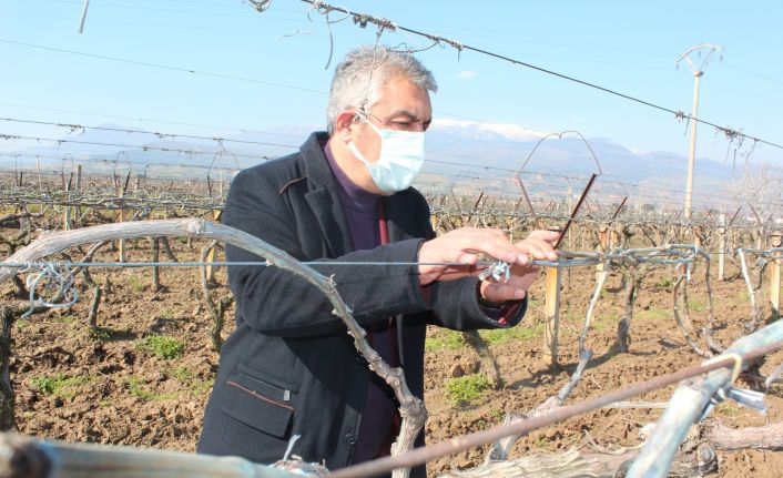 Manisa’da üzüm bağlarını önce kar sonra don vurdu