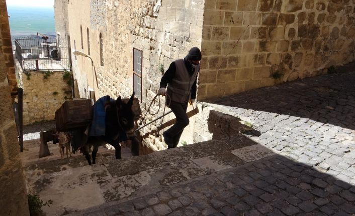 Mardin’in ’kadrolu eşekleri’ iş başında