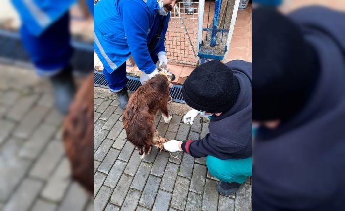 Muhtarın dikkati, yaralı köpeği kurtardı