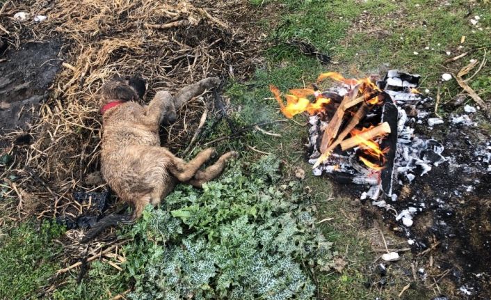 Ölmek üzere olan yavru köpeğe çiftçi sahip çıktı