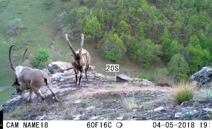 Ordu’da fotokapanlara vaşak ve yaban keçileri takıldı