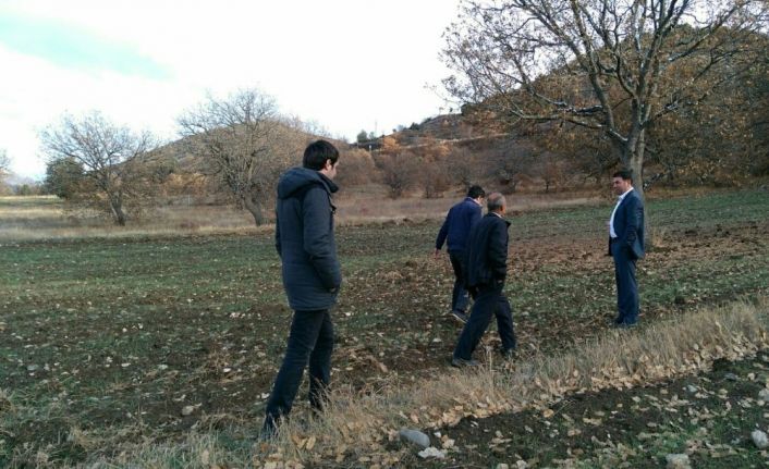 Organik siyez buğdayına talep artınca, üretim alanı genişletilmeye başlandı