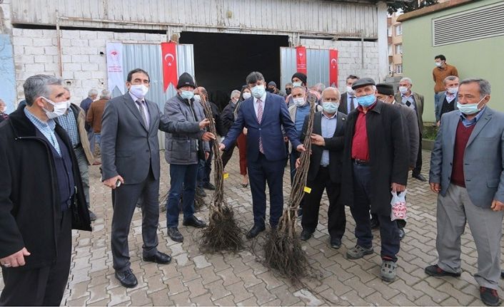 Osmaniye’de çiftçilere ceviz fidanı dağıtıldı