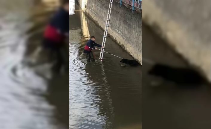 Rize’de dereye düşen köpeği itfaiye ekipleri kurtardı